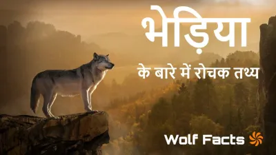 जंगल का दबंग: भेड़िया के बारे में रोचक तथ्य! Wolf: Fascinating Facts in Hindi