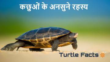कछुओं के अनोखे राज: रोचक तथ्य जो आपको चकित कर देंगे! Amazing Facts About Turtles