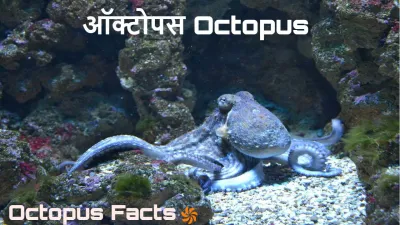 ऑक्टोपस के अनछुए रहस्य और रोचक तथ्य! Unknown Facts About Octopus