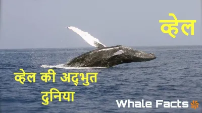 पृथ्वी के सबसे विशाल और रहस्यमयी जीव - व्हेल के बारे में अज्ञात रहस्य और रोचक तथ्य