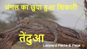 तेंदुए के रहस्य: रात का ख़तरनाक शिकारी! Leopard Facts in Hindi