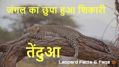 तेंदुए के रहस्य: रात का ख़तरनाक शिकारी! Leopard Facts in Hindi