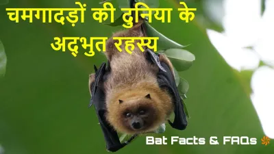चमगादड़: एक अनोखा उड़ने वाला स्तनधारी | अनोखे तथ्य जो आप नहीं जानते होंगे