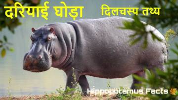 Hippo Facts: दरियाई घोड़े के अनसुने और मजेदार तथ्य हिंदी में