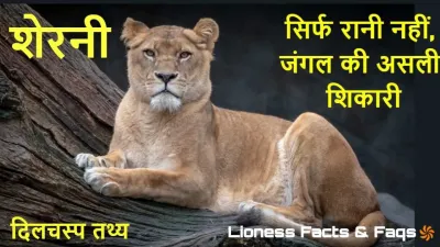 शेरनी: जंगल की असली बॉस! शेरनियों के 10 अनसुने तथ्य! Lioness Facts in Hindi