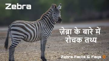 धारीदार खूबसूरती: ज़ेब्रा के बारे में रोचक तथ्य! Interesting Facts about Zebra