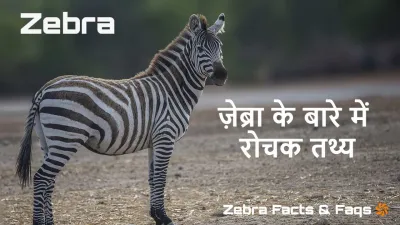 धारीदार खूबसूरती: ज़ेब्रा के बारे में रोचक तथ्य! Interesting Facts about Zebra