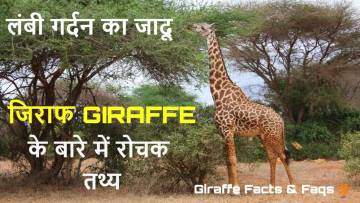 जिराफ की अद्भुत दुनिया: लंबी गर्दन के रोचक तथ्य और FAQs