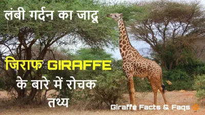जिराफ की अद्भुत दुनिया: लंबी गर्दन के रोचक तथ्य और FAQs