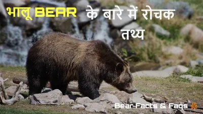 भालू की दुनिया: आदत, व्यवहार और आश्चर्यजनक तथ्य! Interesting Bear Facts in Hindi