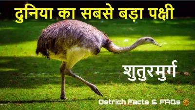 सबसे तेज दौड़ने वाला पक्षी! शुतुरमुर्ग के बारे में वैज्ञानिक रोचक तथ्य