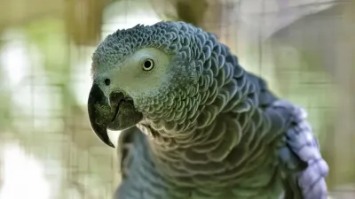 गप्पू की गजब गोश्त बुद्धि का इस्तेमाल सबसे बड़ा हथियार! Inspiring Short Story in Hindi with Moral