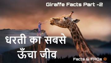 जिराफ: धरती का सबसे ऊँचा जीव! कुछ रोचक जानकारियाँ 20+ Amazing Giraffe Facts