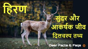हिरणों की अद्भुत दुनिया: अनोखे और रोचक तथ्य! Amazing Deer Facts in Hindi