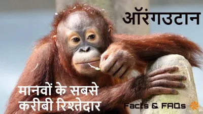 जंगल के बुद्धिमान: मानवों के सबसे करीबी रिश्तेदार! ऑरंगउटान के बारे में रोचक तथ्य! Orangutan Facts in Hindi