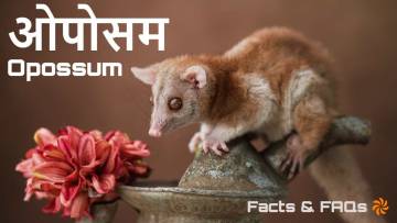 मरने का नाटक करने वाला चैंपियन ओपोसम! अनोखे और रोचक तथ्य Opossum Facts