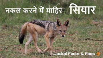सियार - जंगल का बुद्धिमान खिलाड़ी! अद्भुत तथ्य जो आपको चौंका देंगे! Facts about Jackal