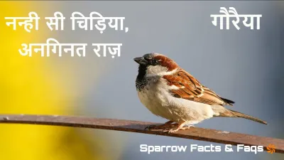 गौरैया: नन्ही सी चिड़िया, अनगिनत राज़! अनोखे और रोचक तथ्य! Unknown Sparrow Facts