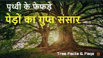 पेड़ों के ये रहस्य जानकर आप हैरान रह जाएंगे! The Hidden World Within Tree Facts
