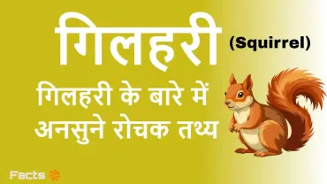 गिलहरी: चंचल हरकतें और लम्बी पूंछ | Amazing Facts about Squirrel in Hindi