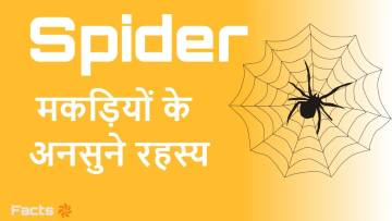 जाले की दुनिया की रानी: मकड़ी के बारे में अद्भुत और रोचक जानकारियां
