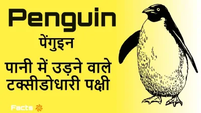 पेंगुइन: पानी में उड़ने वाले टक्सीडोधारी पक्षी! अनोखे रहस्य और रोचक तथ्य Interesting Facts about Penguin