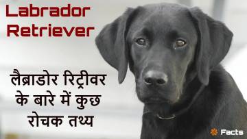 Labradore Retriever Facts: लैब्राडोर रिट्रीवर के अद्भुत और रोचक तथ्य