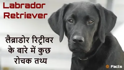 Labradore Retriever Facts: लैब्राडोर रिट्रीवर के अद्भुत और रोचक तथ्य