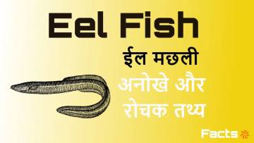 ईल मछली के बारे में अनोखे और रोचक तथ्य! Amazing Facts about Eel Fish in Hindi with FAQs