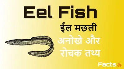 ईल मछली के बारे में अनोखे और रोचक तथ्य! Amazing Facts about Eel Fish in Hindi with FAQs