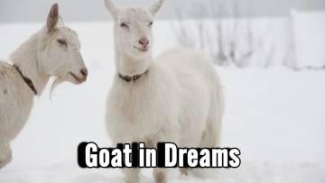 सपने में बकरी देखना – Sapne Me Bakri Meaning | काली, सफेद, बच्चा और झुंड का सपना
