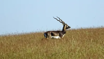 भारत का खूबसूरत काला हिरण, आइए जानें काला हिरण के अनोखे रहस्य! Interesting Blackbuck Facts