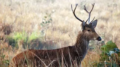 भारत का राजसी हिरण! बारहसिंघा के बारे में कुछ अद्भुत और रोचक तथ्य Interesting Barasingha Facts
