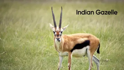 राजस्थान का रत्न: चिंकारा हिरण के बारे में रोचक तथ्य! Interesting Chinkara Deer Facts in Hindi