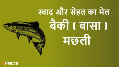 बैकी (बासा) मछली: स्वाद, पोषण और रोचक जानकारी का ख़ज़ाना! Amazing and Unknown Facts about Baiki Fish