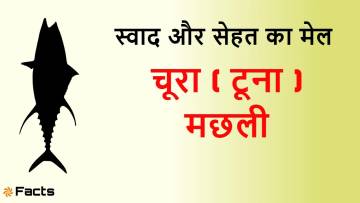 चूरा मछली (टूना): स्वाद, सेहत और रोचक जानकारी का खजाना! Scientific Choora (Tuna) Fish Facts in Hindi