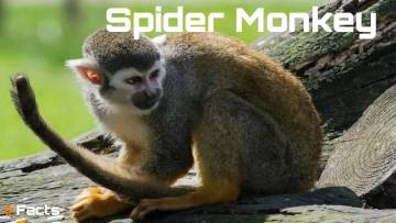जंगल का निंजा: मकड़ी बंदर के अनोखे रहस्य और रोचक तथ्य! Facts about Spider Monkeys in Hindi