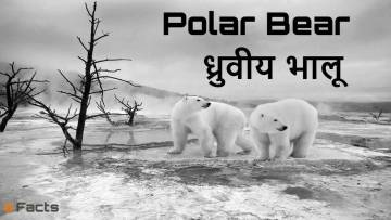 ध्रुवीय भालू (Polar Bear) के बारे में अनोखे और दिलचस्प तथ्य! Amazing Polar Bear Facts in Hindi with FAQs