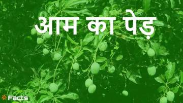 भारत का मीठा गौरव! आम के पेड़ के बारे में रोचक तथ्य! Amazing Mango Tree Facts with FAQs