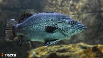 बाघैर (Baghair): दक्षिण एशिया का रहस्यमयी कैटफ़िश! रोचक तथ्य 10 Strange Baghair Fish Facts in hindi