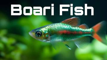 बोआरी मछली: रहस्यमयी शिकारी का जलमय संसार अद्भुत और रोचक तथ्य! Boari Fish Facts in Hindi