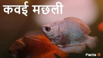 कवई मछली: भारतीय मीठे पानी की एक रहस्यमय शिकारी Interesting Facts about Kawai Fish in Hindi