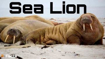 समुद्र का चंचल कलाकार और प्रकृति का रक्षक सील के बारे में Amazing Facts