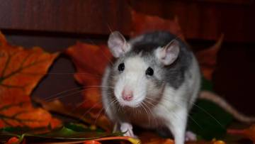 चूहों के राज: जानिए इन छोटे जीवों के बड़े रहस्य! अनोखे और रोचक तथ्य!