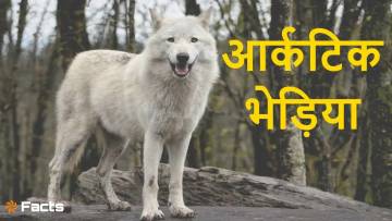 बर्फीले जंगल का शानदार शिकारी! आर्कटिक भेड़ियों के बारे में रोचक और अद्भुत तथ्य
