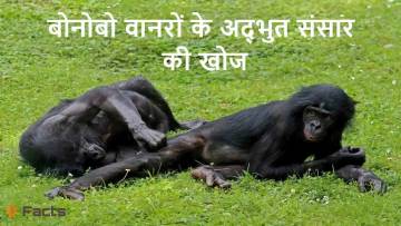 Bonobo Monkey: रहस्य, व्यवहार और विलुप्ति का खतरा – हिंदी में पूरी जानकारी