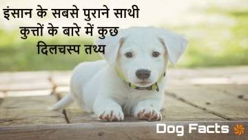 कुत्तों के बारे में दिलचस्प तथ्य! Facts about Dogs in Hindi with FAQs