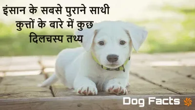 कुत्तों के बारे में दिलचस्प तथ्य! Facts about Dogs in Hindi with FAQs