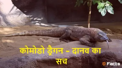 ड्रैगन का वंशज, धरती का शिकारी - कोमोडो ड्रैगन! अनोखे रहस्य और रोचक तथ्य