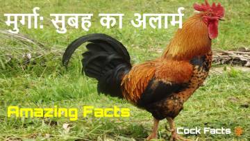 मुर्गा: सुबह का अलार्म या अद्भुत जीव? मुर्गों के बारे में कुछ रोचक तथ्य Amazing Facts about Cock